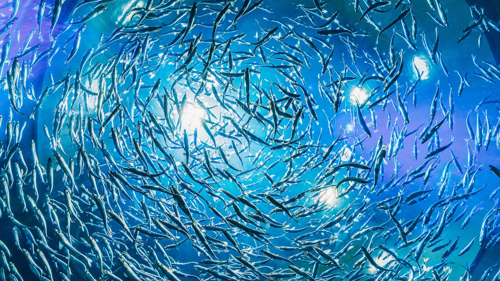 Rising Fish Costs Rising Fish Costs